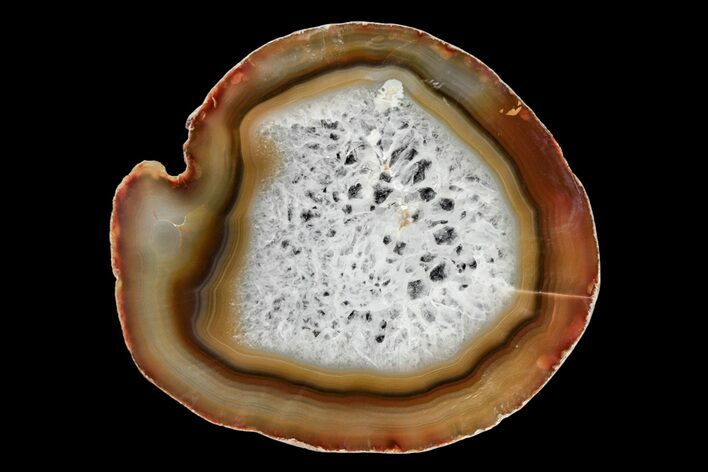 Polished Brazilian Agate Slice #199369